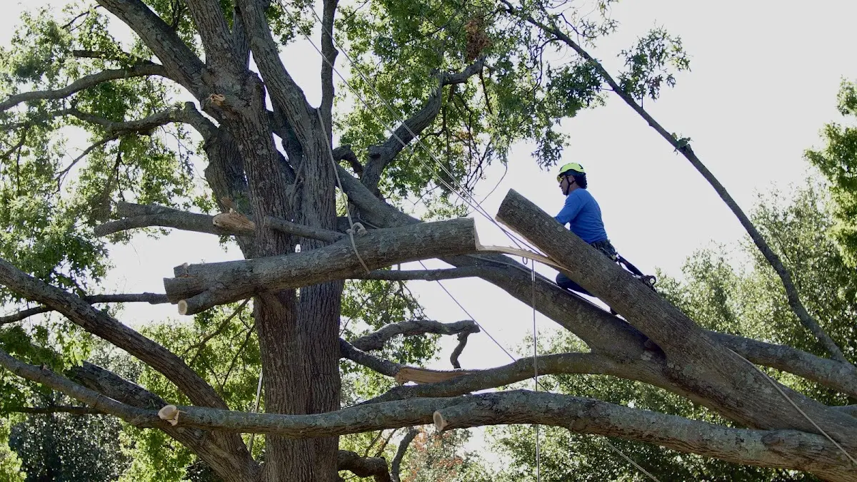 Professional Crown Thinning performed by certified arborists in Mannsville