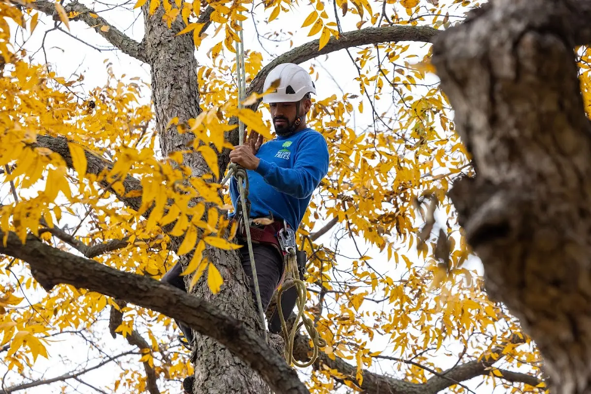 Skilled Tree Pruning crew working in Mannsville