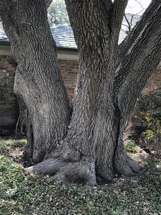 Mature heritage tree close to a Mannsville property cared for by certified arborists